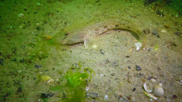 Sea fish Knout goby (Mesogobius batrachocephalus) lies on the bottom covered with seashells