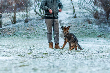 German shepherd puppy walked at winter