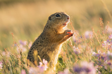 Naklejka na ściany i meble Gorgeous and cute ground squirrel during sunlit evening. Very fast, funny and clever animal. Endangered species.