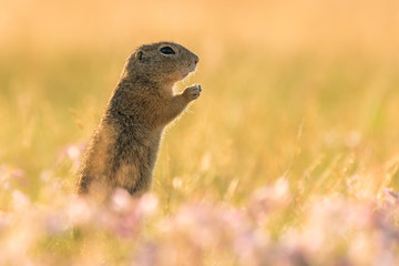 Naklejka na ściany i meble Gorgeous and cute ground squirrel during sunlit evening. Very fast, funny and clever animal. Endangered species.