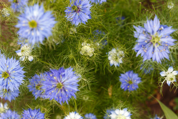 blue flowers background