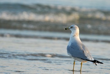 Larus delawarensis