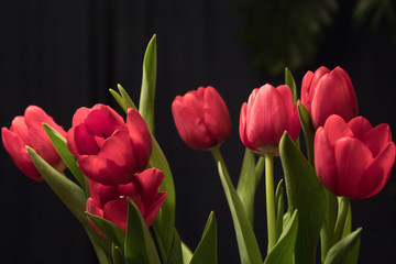 Red Tulips