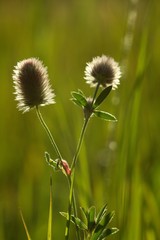 Carduus crispus is a summer field flower, abundant in the summer meadow.