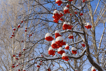 Rowan tree with bunches of red berries under snow. Winter scene.