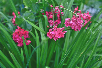 pink garden geranium with green leaves of sedge