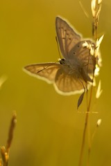 butterfly on flower on summer meadow.