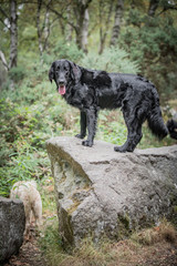 The Flat Coat Retriever