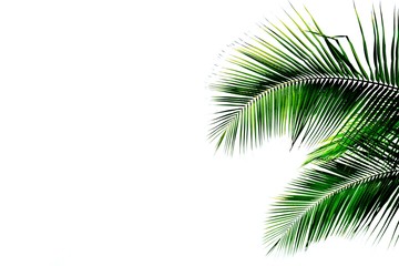 green palm coconut leaf isolated on white background
