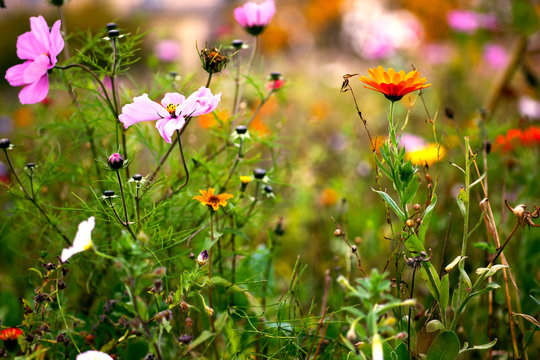 Wilde Blumen" Bilder – Durchsuchen 346 Archivfotos, Vektorgrafiken und  Videos | Adobe Stock