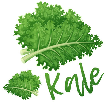 Kale vegetable icon. Cartoon vector illustration isolated on white background. Series of food and drink and ingredients for cooking