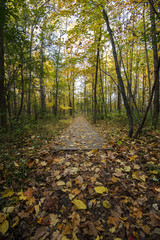 Forrest Boardwalk