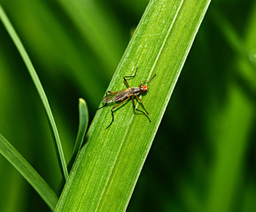 Insect on the grass close up/Thickets of grass. An insect with six paws sits on the grass. Nature, macro, close-up. Russia, Moscow region, Shatura