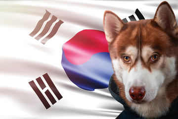 Patriotic dog proudly in front of South Korea flag. Portrait siberian husky in sweatshirt in the rays of bright sun.