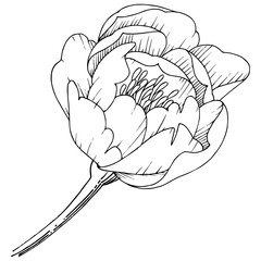 Wildflower peony in a vector style isolated. Full name of the plant: peony. Vector flower for background, texture, wrapper pattern, frame or border.