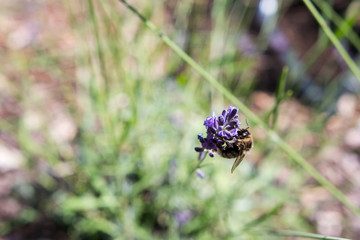 Biene sammelt Honig an einer Lavendelblüte © S.Feistle