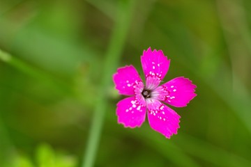 Spring flower forest Dianthus (Dianthus sylvaticus) is a perennial, herb legally protected