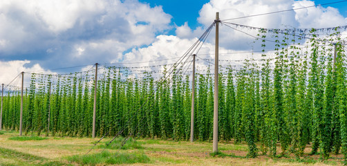 Hopfen, Hopfenfeld, blauer Himmel und Sonne, 