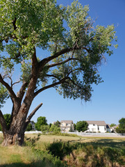 Fototapeta premium Tall Tree and Distant Homes