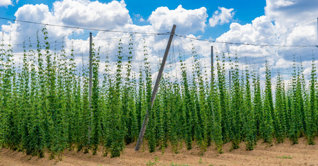 Hopfen, Hopfenfeld, blauer Himmel und Sonne, 