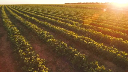 Amazing view at sunset at strawberry field, aerial view