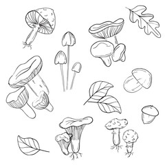 Vector mushrooms pattern. Modern monochrome mushrooms line art. White mushroom, chanterelles, fly agarics, acorn autumn illustration. Food texture background