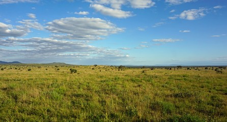 Obraz premium natural green landscape in kenya