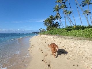 Golden Retriever Dog walks along beach with wind blowing in hair