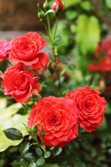 Rosas de jardín rosadas en primer plano
