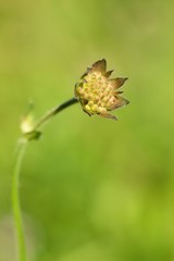 Carduus crispus is a summer field flower, abundant in the summer meadow.