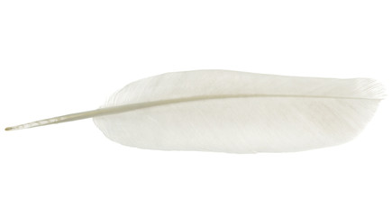 Fototapeta na wymiar Feather bird isolated on a white background