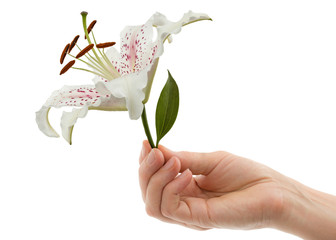 A woman's hand holds a flower of lily, isolated on white background