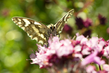 Butterfly on flower summer meadow background.