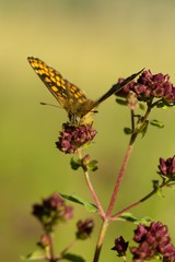 Butterfly on flower summer meadow background.