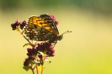 Butterfly on flower summer meadow background.