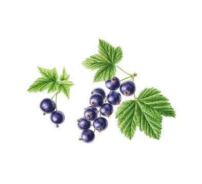 Set Black Currants Botanical Watercolour Illustrations. Hand Drawn Texture.