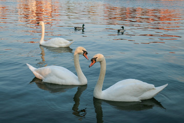 Swans