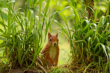 cute squirrel in green bush and grass 