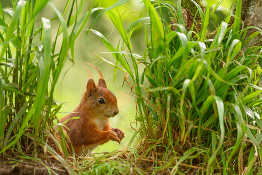 cute squirrel in green bush and grass 