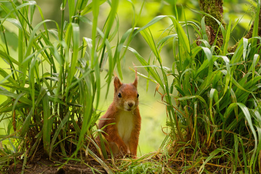 cute squirrel in green bush and grass 