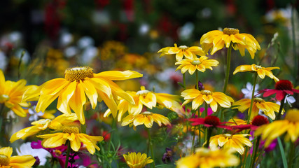 Farbenfrohe Blumenwiese.
