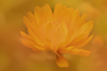 Fototapeta premium Wild orange flower