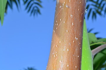 palm, tree, sky, tropical, blue, nature, palm tree, summer, coconut, green, beach, plant, leaf, trees, leaves, blue sky, travel, palm trees, sun, palms, sunny, vacation, natural, exotic, tourism