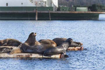 California Sea Lions at Fanny Bay in Baynes Sound, Eastern Vancouver Island, BC