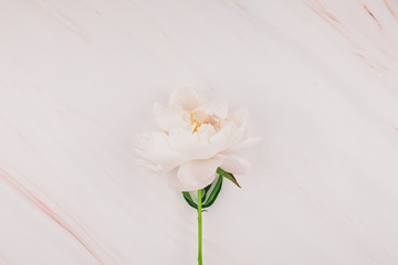 White peony flowers on marble background