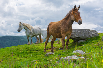 brown and white horse in the alps 