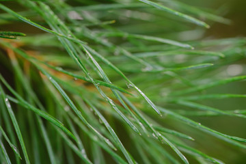 rain drops on pine needles macro