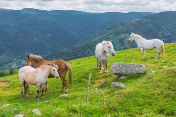 white horse in the alps 