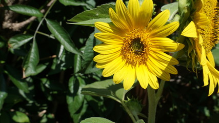 Yellow Sunflower