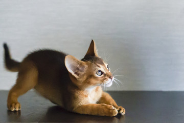 Abyssinian cat and a little ginger kitten